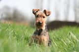 WELSH TERRIER 036